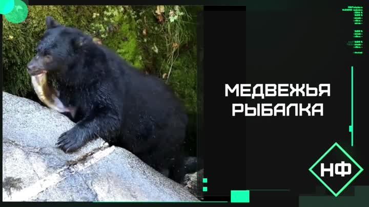 Медвежья рыбалка