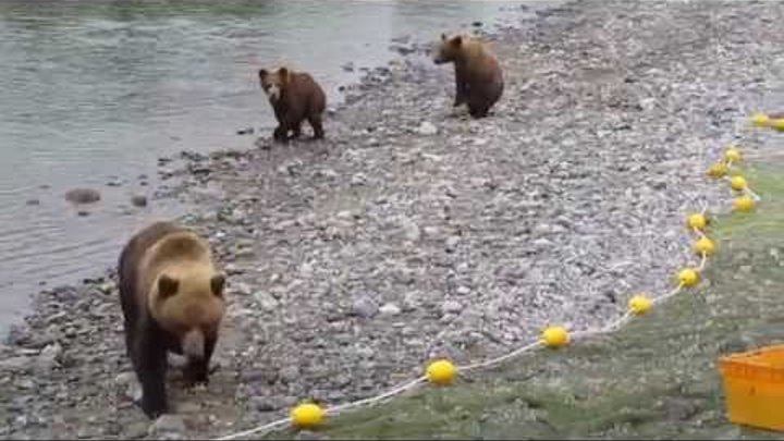 Украсть медведя. Медведь ворует рыбу. Медведь ловит рыбу Сахалин. Сахалин медведь с рыбой. Медведь ворует рыбу у рыбаков.