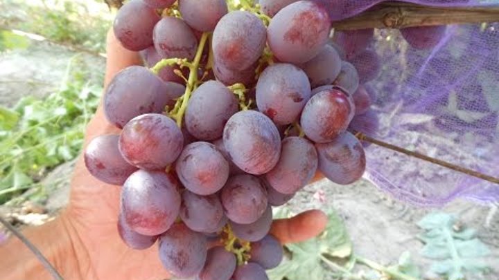 Виноград сорт рошфор фото Виноград сорт рошфор фото