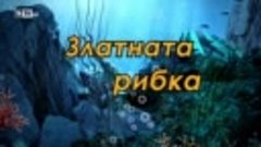 Златната Рибка 04.11.2020