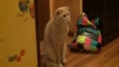 Кот в шоке! (My cat shocked!)