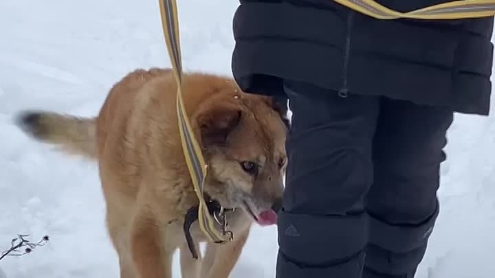 НЕ ДОЖДАЛИСЬ...